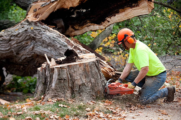 Reliable Nixon, PA Tree Service Solutions